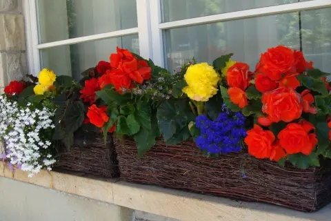 Kolorowe kwiaty na balkon: czerwone, żółte i niebieskie begonie oraz białe lobelie w wiklinowych skrzynkach.