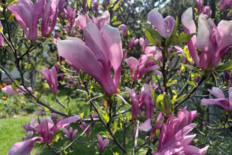 Kwitnąca magnolia w donicy, jej różowe, kielichowate kwiaty rozkwitają na tle zielonego ogrodu.