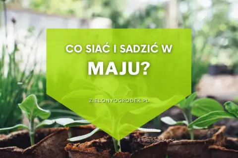 Młode sadzonki w doniczkach, zielona grafika z napisem "Co siać i sadzić w maju?".