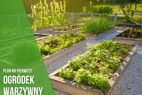 Plan na pierwszy ogródek warzywny: podniesione grządki z truskawkami, ziołami i szczypiorkiem.