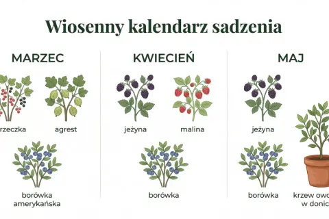 Wiosenny kalendarz sadzenia: marzec (porzeczka, agrest, borówka amerykańska), kwiecień (jeżyna, malina, borówka), maj (jeżyna, borówka, krzew owocowy w doniczce). Idealny czas, kiedy zaczyna się kalendarzowa wiosna, by sadzić owoce.
