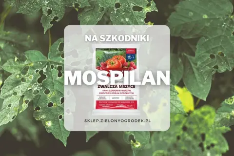 Mospilan 20 SP zwalcza mszyce i inne szkodniki warzyw, owoców i roślin ozdobnych. Skuteczny niezależnie od warunków atmosferycznych.