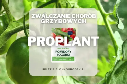 Proplant 722 SL jak stosować? Oprysk na pomidory i ogórki, zwalcza choroby grzybowe. Długo działa, chroni i zwalcza.