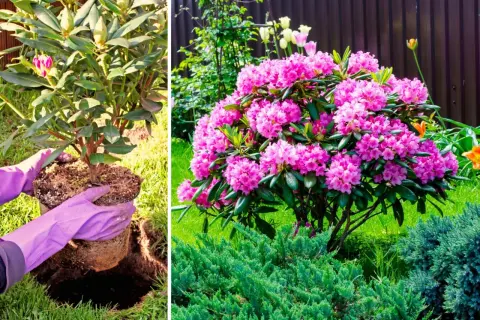 Sadzenie rododendrona. Obok kwitnącego rododendrona świetnie wygląda niski jałowiec płożący, tworząc zieloną dywanową kompozycję.
