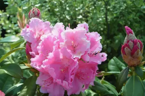 Piękny, kwitnący różowy rododendron. Właściwa ziemia do rododendronów zapewni mu zdrowy wzrost i obfite kwitnienie.