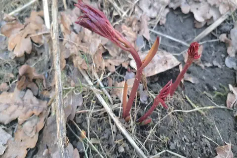Młode, czerwone pędy piwonii wychodzą spod ziemi. Wiosna to czas, gdy zastanawiamy się, czym nawozić piwonie, by pięknie kwitły.