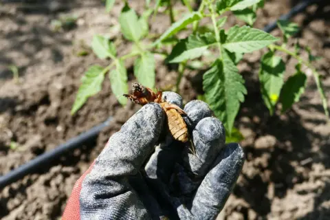 W rękawicy ogrodniczej trzymam wykopanego turkucia podjadka. To szkodnik, który może zniszczyć turkuć podjadek gniazdo.