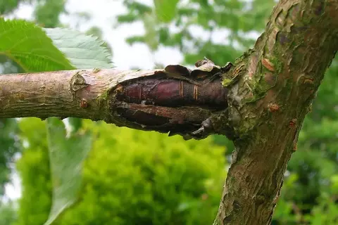 Uszkodzona kora drzewa owocowego, widoczne ciemne, podłużne struktury, mogące świadczyć o chorobach drzew owocowych.