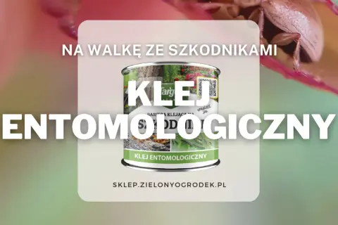 Klej entomologiczny kiedy stosować? Na walkę ze szkodnikami, bariera klejąca na drzewa i rośliny.