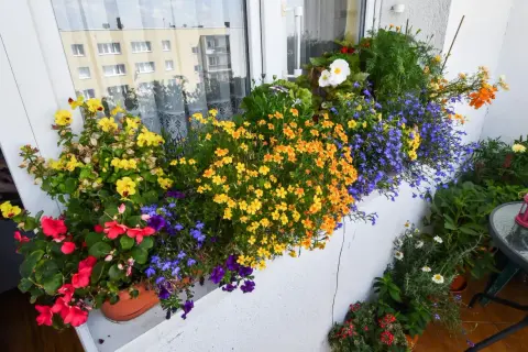 Kolorowe kwiaty na balkonie w kwietniu: żółte, pomarańczowe, niebieskie i czerwone. Idealne jakie kwiaty na balkon w kwietniu.