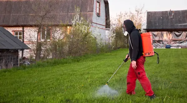 Osoba w masce i czerwonych spodniach stosuje opryskiwacz plecakowy na trawniku. Prawdopodobnie chodzi o chwastox trio 390 sl dawkowanie na trawnik.