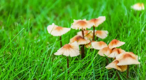 Małe, jasnobrązowe grzyby wyrastają z soczystej, zielonej trawy. Tworzą małe skupiska, jakby małe parasolki na trawniku.