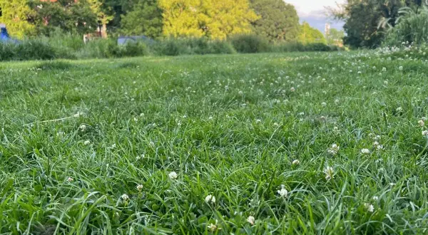 Zielona, soczysta trawa z białymi koniczynami. Idealny czas, kiedy najlepiej siać trawę, to wiosna lub jesień, gdy jest wilgotno i nie za gorąco.