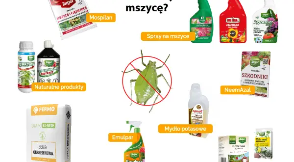 Skuteczny środek na mszyce: Mospilan, spraye, NeemAzal, mydło potasowe, ziemia okrzemkowa i taśmy lepowe.