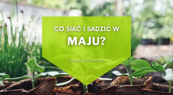 Młode sadzonki w doniczkach, zielona grafika z napisem "Co siać i sadzić w maju?".