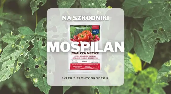 Mospilan 20 SP zwalcza mszyce i inne szkodniki warzyw, owoców i roślin ozdobnych. Skuteczny niezależnie od warunków atmosferycznych.