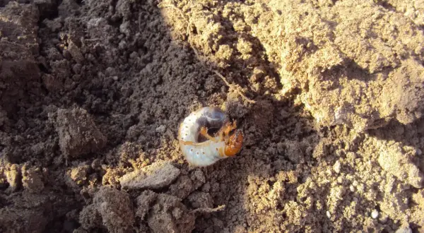 Pędrak, szkodnik niszczący rośliny, leży na ziemi. Czas na zastosowanie Dursbanu na pędraki!