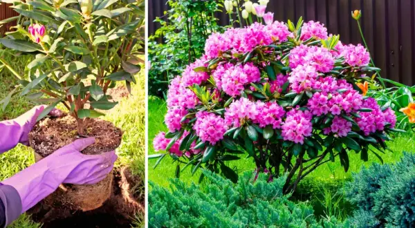Sadzenie rododendrona. Obok kwitnącego rododendrona świetnie wygląda niski jałowiec płożący, tworząc zieloną dywanową kompozycję.