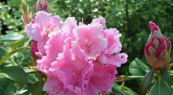 Piękny, kwitnący różowy rododendron. Właściwa ziemia do rododendronów zapewni mu zdrowy wzrost i obfite kwitnienie.