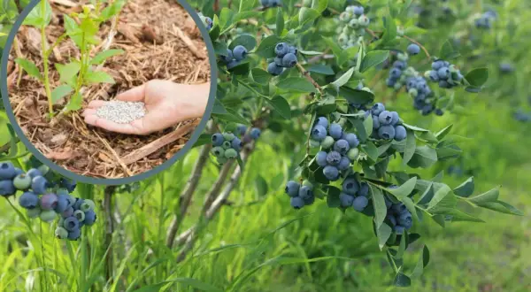 Dłoń z nawozem do borówki amerykańskiej przy młodej roślinie. W tle krzewy z dojrzałymi owocami.