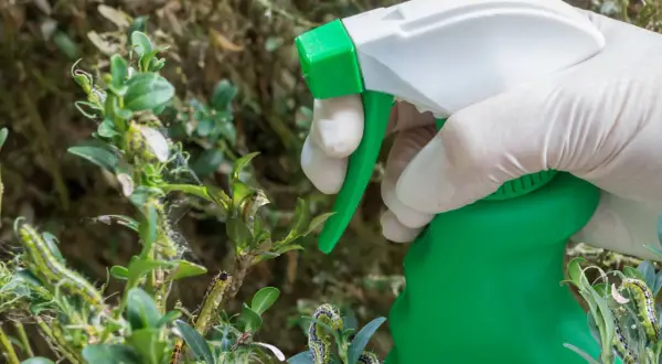 Ręka w rękawiczce trzyma opryskiwacz, wykonując oprysk na ćmę bukszpanową. Gąsienice niszczą krzew.