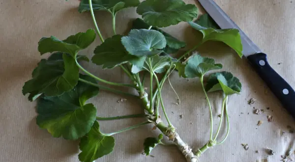 Przygotowanie do rozmnażania pelargonii po zimie. Odcięte pędy z liśćmi i nóż na brązowym tle.