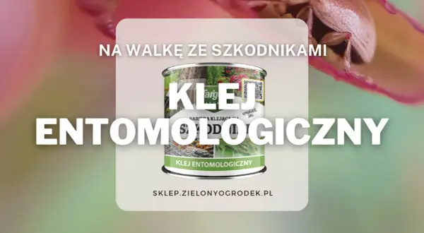 Klej entomologiczny kiedy stosować? Na walkę ze szkodnikami, bariera klejąca na drzewa i rośliny.