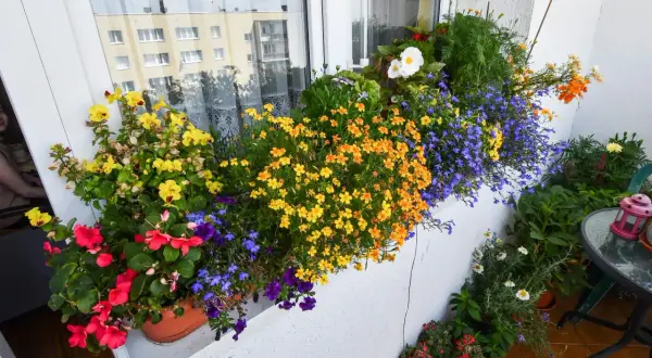 Kolorowe kwiaty na balkonie w kwietniu: żółte, pomarańczowe, niebieskie i czerwone. Idealne jakie kwiaty na balkon w kwietniu.