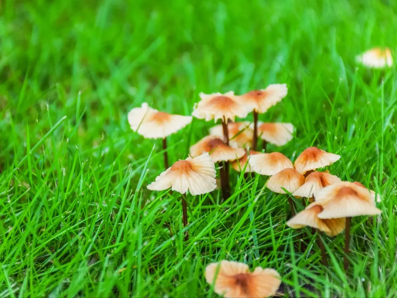 Małe, jasnobrązowe grzyby wyrastają z soczystej, zielonej trawy. Tworzą małe skupiska, jakby małe parasolki na trawniku.