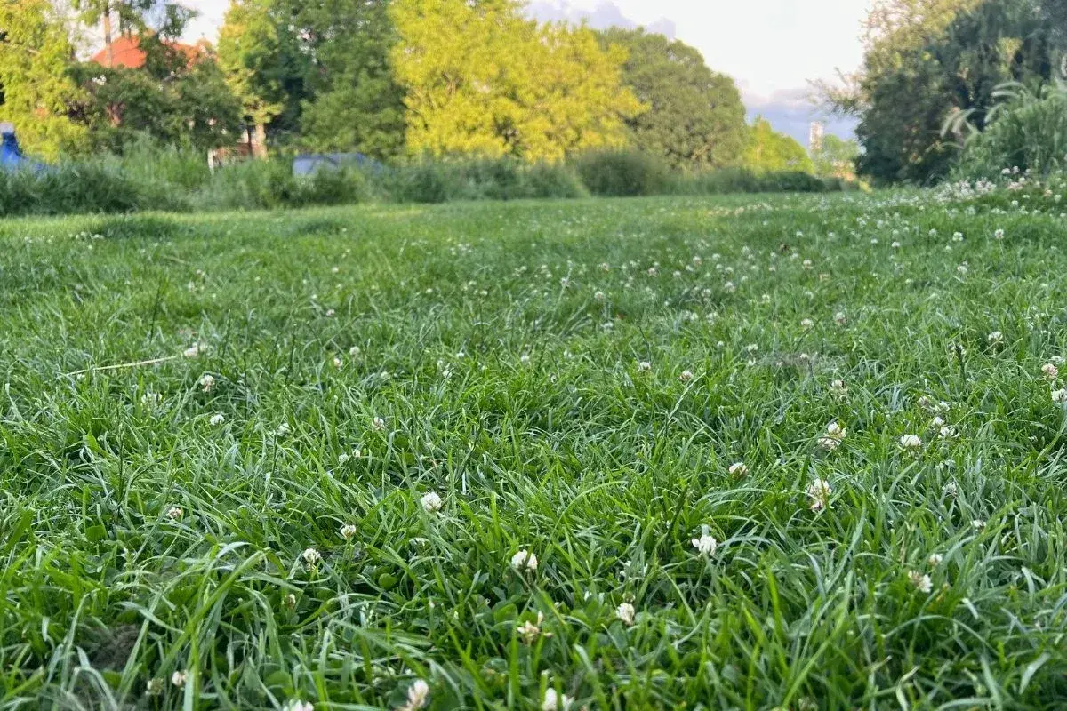 Zielona, soczysta trawa z białymi koniczynami. Idealny czas, kiedy najlepiej siać trawę, to wiosna lub jesień, gdy jest wilgotno i nie za gorąco.