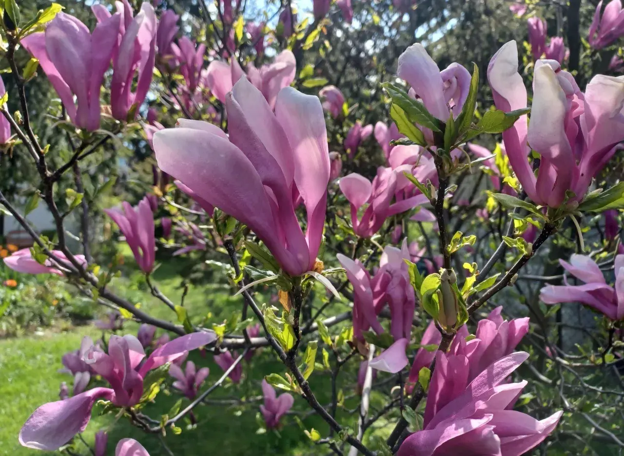 Kwitnąca magnolia w donicy, jej różowe, kielichowate kwiaty rozkwitają na tle zielonego ogrodu.