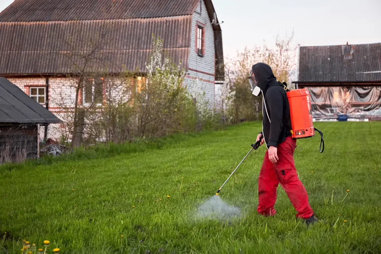 Mężczyzna w masce i czerwonych spodniach opryskuje trawnik, dbając o to, kiedy opryskiwać chwasty na trawniku, by uzyskać najlepsze efekty.