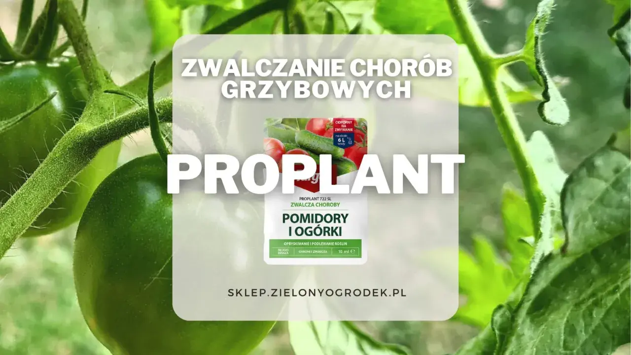 Proplant 722 SL jak stosować? Oprysk na pomidory i ogórki, zwalcza choroby grzybowe. Długo działa, chroni i zwalcza.