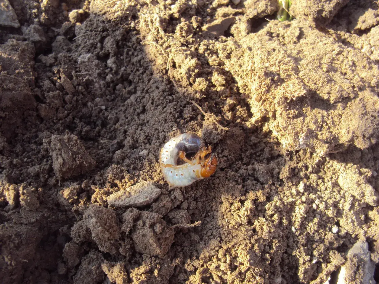 Pędrak, szkodnik niszczący rośliny, leży na ziemi. Czas na zastosowanie Dursbanu na pędraki!