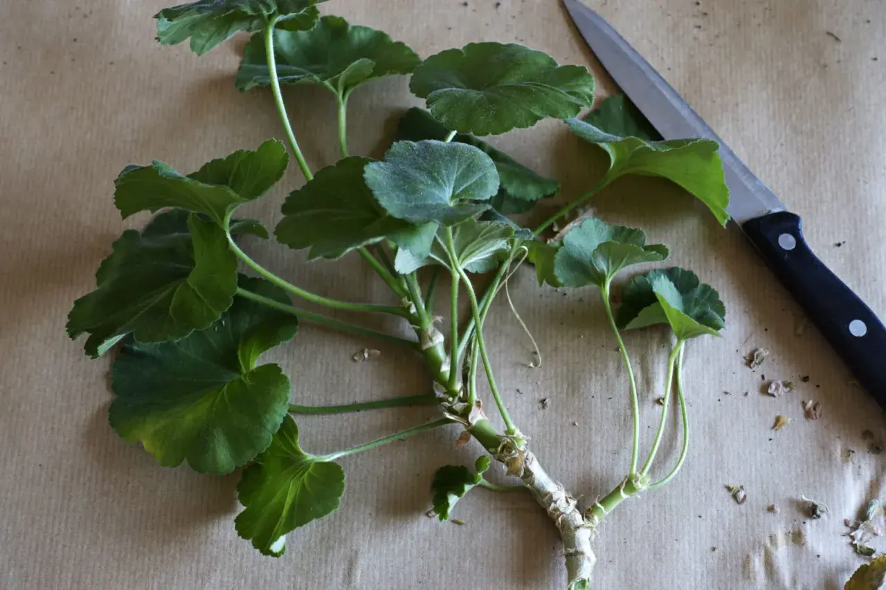 Przygotowanie do rozmnażania pelargonii po zimie. Odcięte pędy z liśćmi i nóż na brązowym tle.