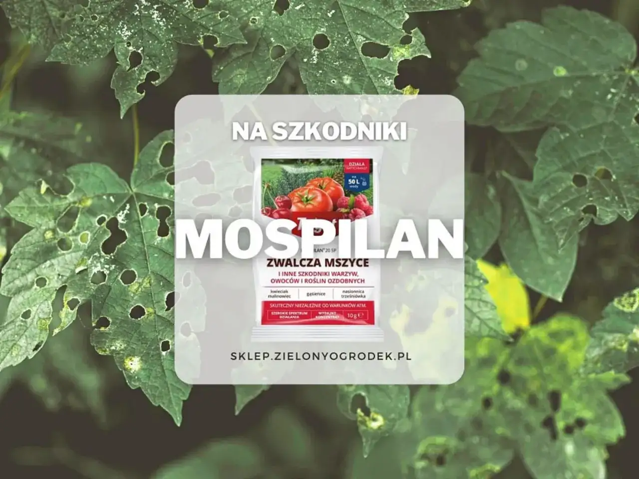 Mospilan 20 SP zwalcza mszyce i inne szkodniki warzyw, owoców i roślin ozdobnych. Skuteczny niezależnie od warunków atmosferycznych.