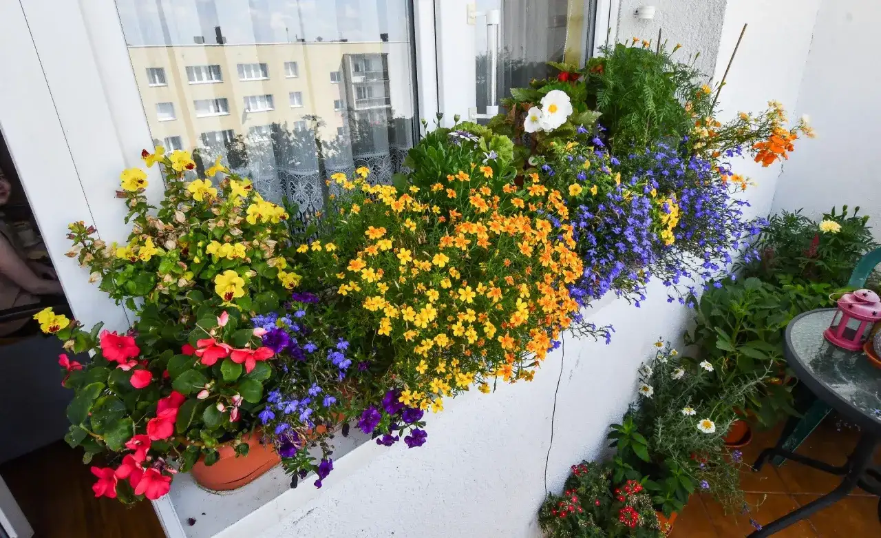 Kolorowe kwiaty na balkonie w kwietniu: żółte, pomarańczowe, niebieskie i czerwone. Idealne jakie kwiaty na balkon w kwietniu.