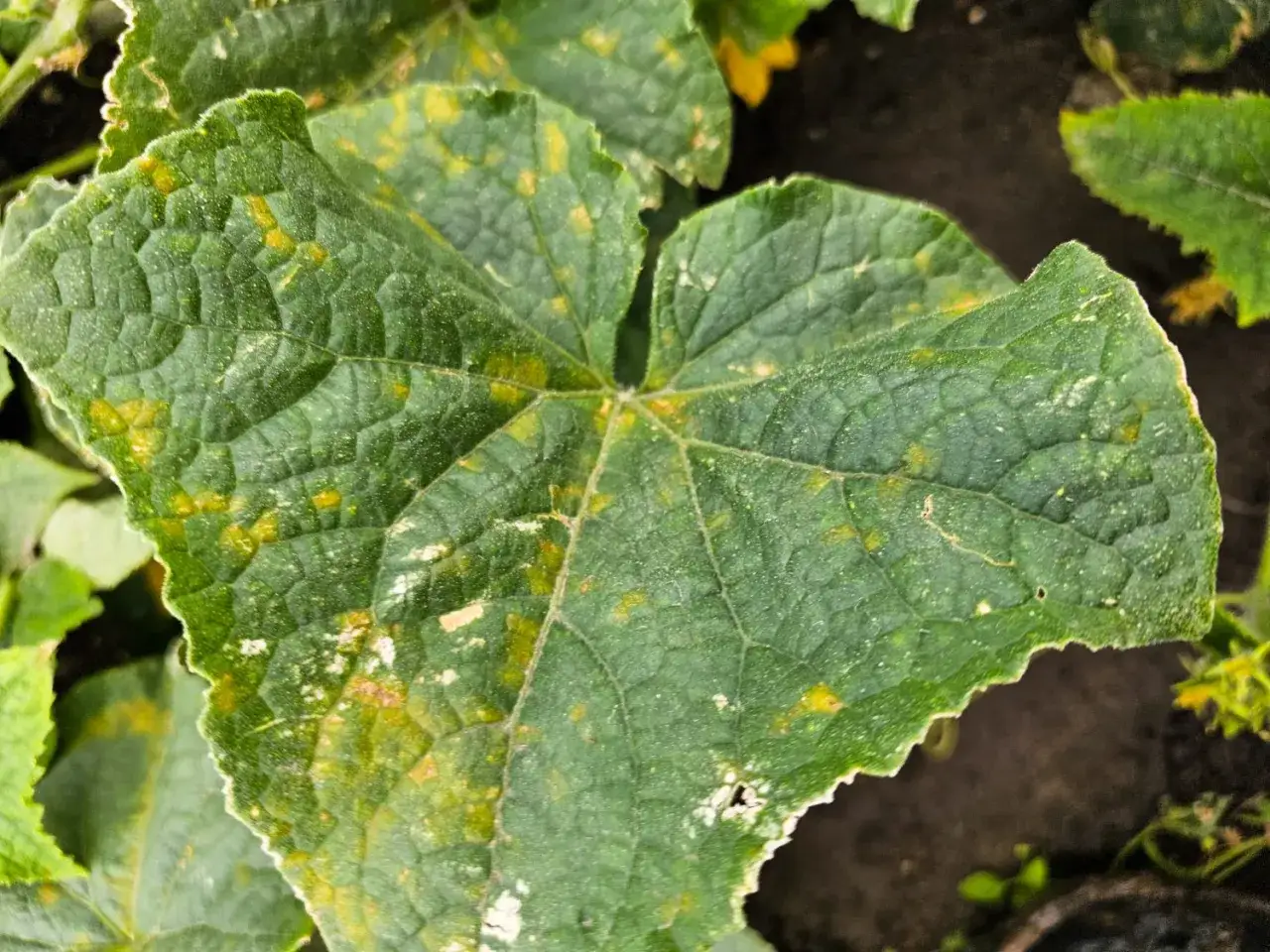 Liście ogórka z żółtymi plamami, oznaki zarazy. Czym pryskać ogórki od zarazy, by uratować plony?