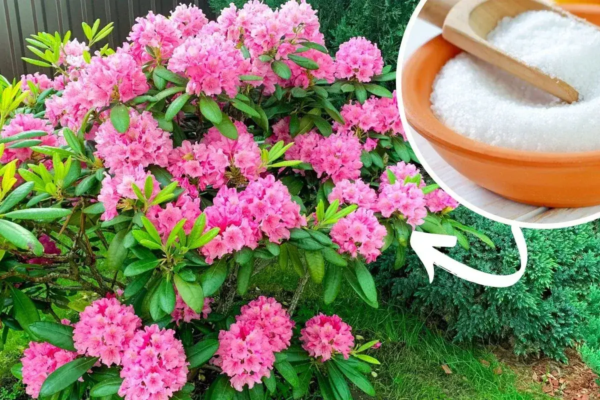 Piękny rododendron kwitnie obficie. Obok miseczka z białym granulatem, który może być domowym nawozem do rododendronów.