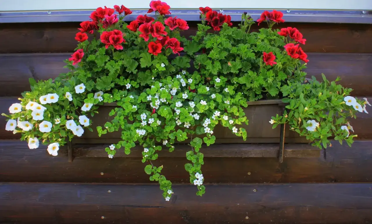 Piękne skrzynkach kompozycje kwiatowe na balkon: czerwone pelargonie i białe drobne kwiaty tworzą barwny dywan.