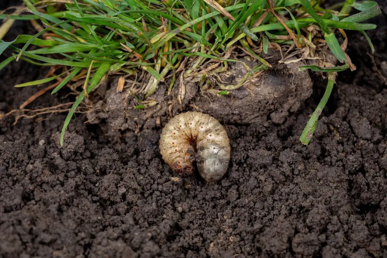 Pędrak, larwa chrząszcza, w ziemi pod trawą. Nicienie na pędraki mogą pomóc w walce z tym szkodnikiem.