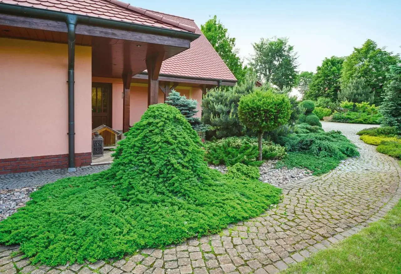 Piękny ogr&oacute;d z krętą ścieżką, gdzie dominują iglaki do cienia, tworząc zieloną oazę przy r&oacute;żowym domu.