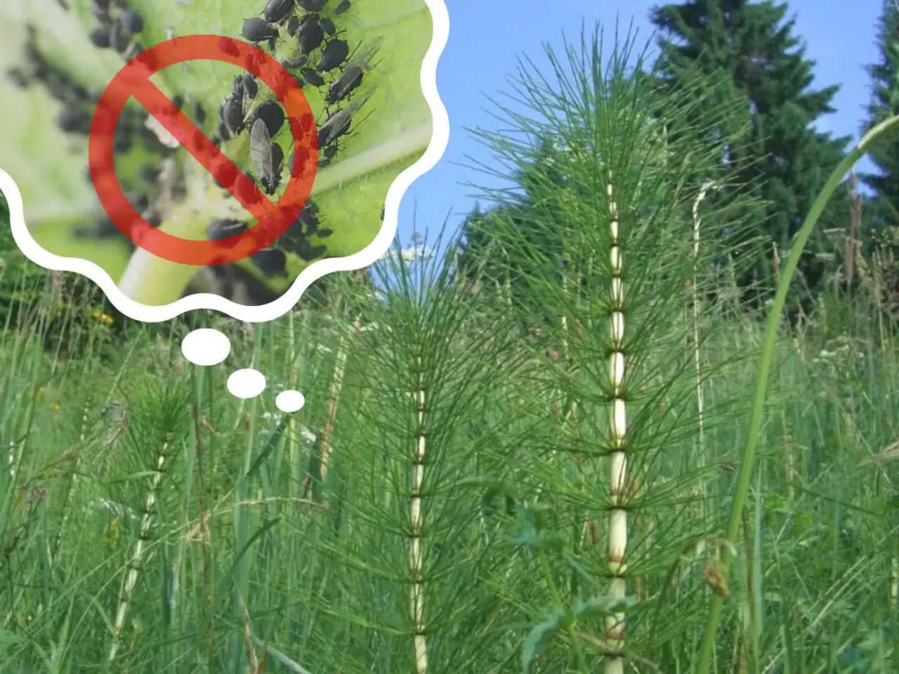 Myślę o gnojówce ze skrzypu jako naturalnym sposobie na pozbycie się mszyc z roślin.