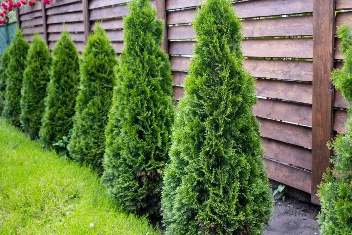 Zadbaj o swoje tuje, stosując odpowiedni nawóz. Zdjęcie przedstawia rząd zielonych, stożkowatych tui rosnących przy drewnianym płocie.