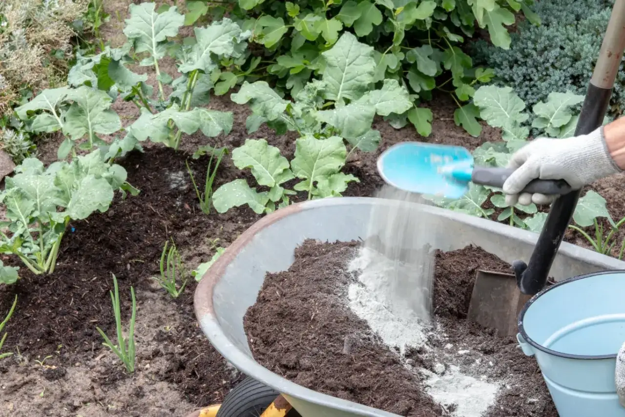 Rękawica zrzuca mączkę bazaltową do taczki z ziemią. Czy mączka bazaltowa jest szkodliwa? Nie, to naturalny nawóz.