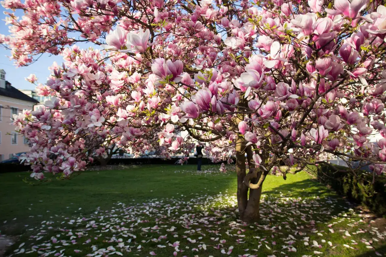 Magnolia w donicy kwitnie obficie, obsypując trawnik płatkami. W tle widać budynek i niebo.