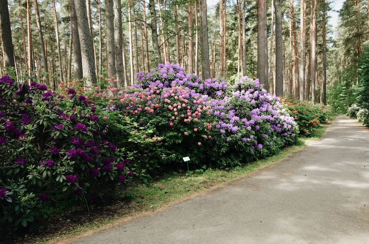 Kwiaty rododendron&oacute;w w odcieniach fioletu i r&oacute;żu tworzą barwną rabatę. Zastanawiasz się, co posadzić obok rododendrona? Warto rozważyć rośliny lubiące kwaśną glebę.