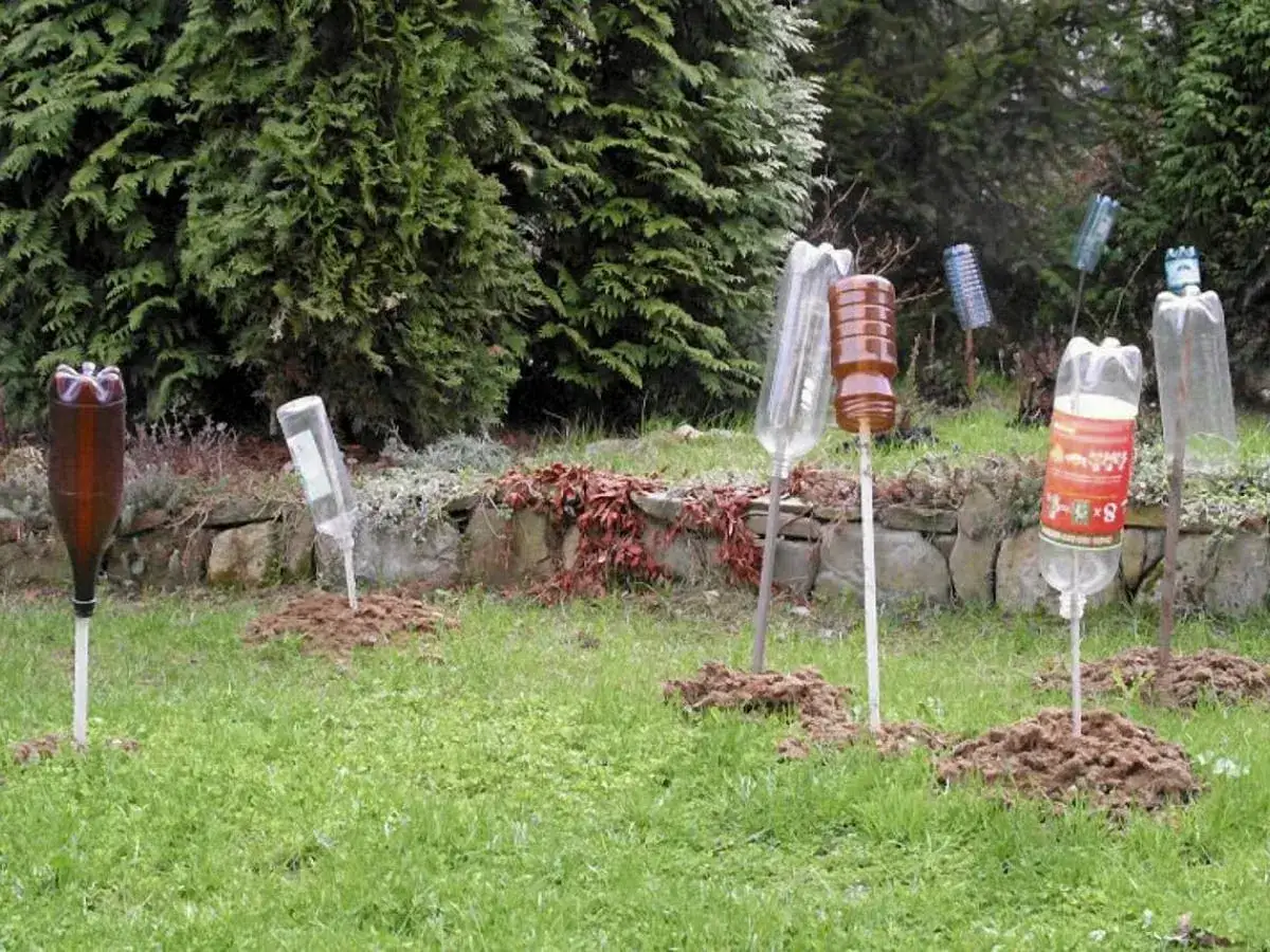 Ogród z kilkoma pułapkami na krety z butelek, umieszczonymi na kopcach.