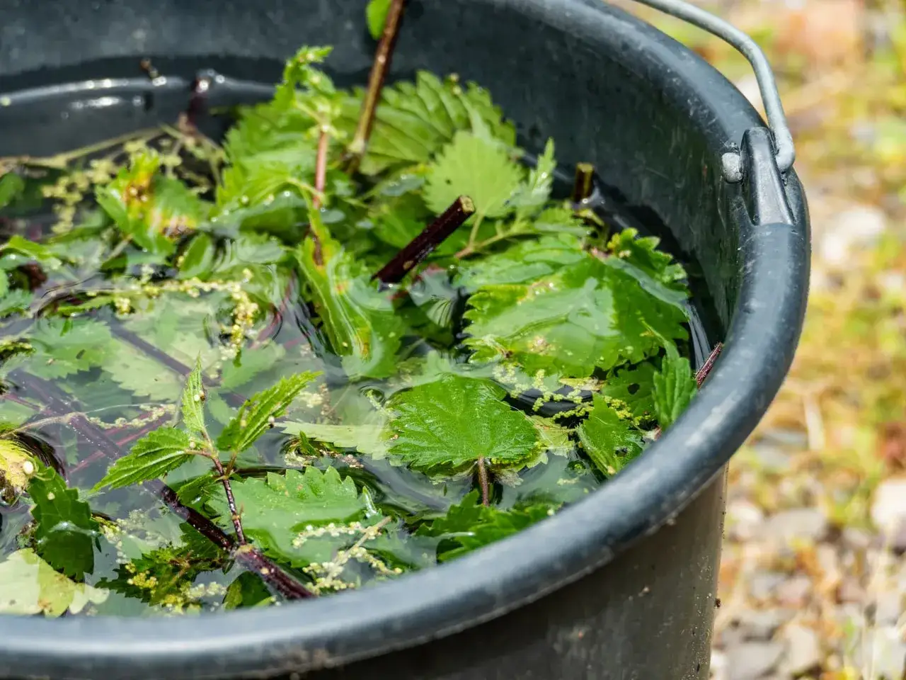 W czarnym wiadrze moczy się pokrzywa, przygotowywana jako naturalny nawóz. Liście i łodygi unoszą się w wodzie, tworząc zieloną miksturę.
