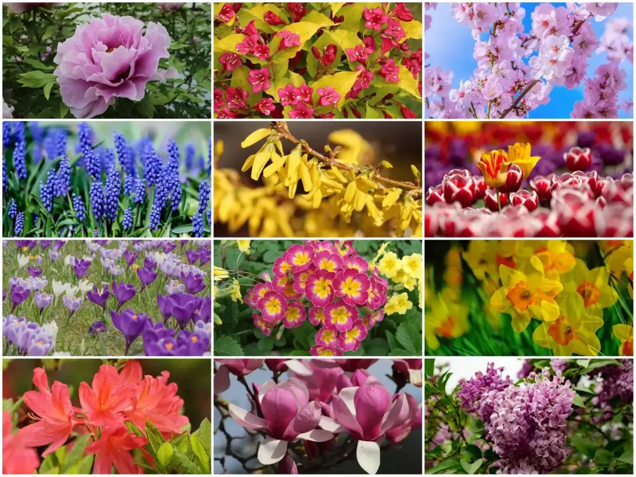 Wiosna w pełni! Zwiastuny wiosny: różowa piwonia, forsycja, tulipany, krokusy, żonkile, azalie, magnolie i bez.